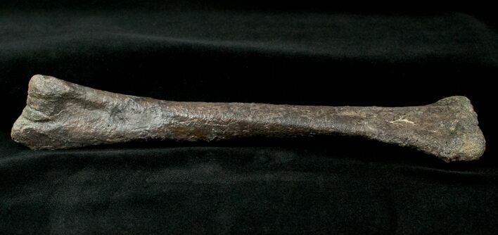 Othnielosaurus Tibia w/ Stand - Bone Cabin Quarry #14730